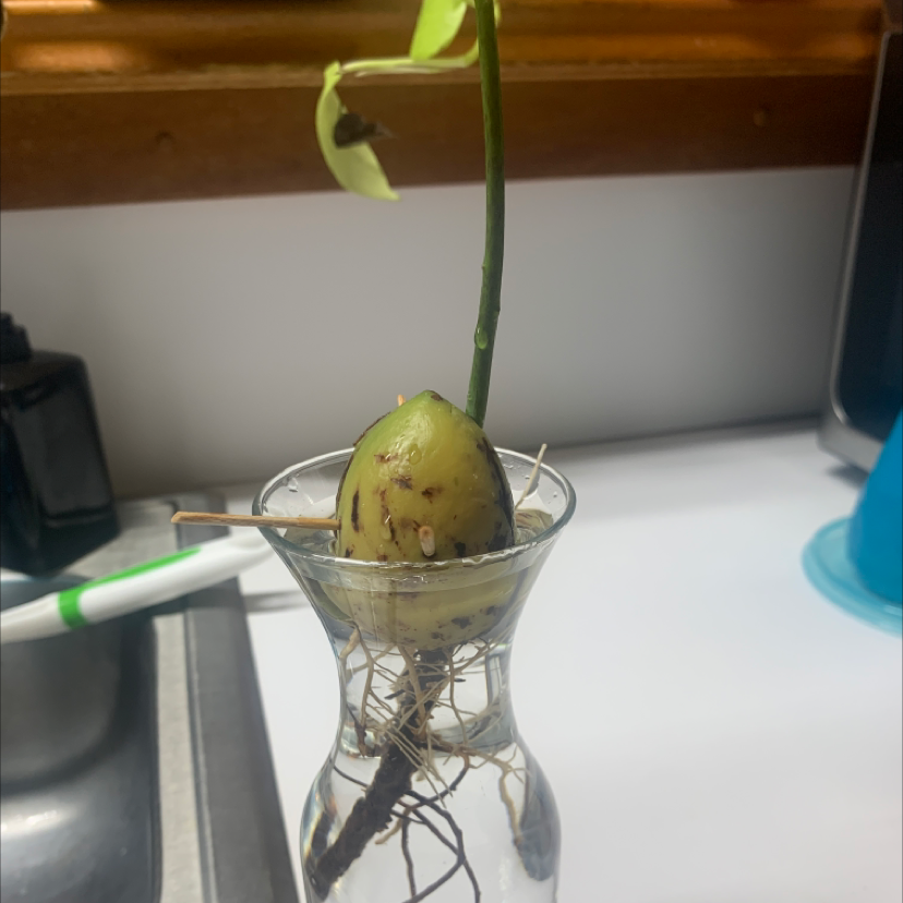 An avocado seedling growing in water with several leaves showing yellowing, indicating possible nutrient deficiency or stress.