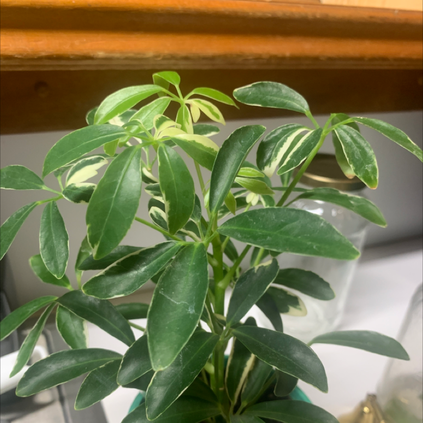 Healthy dwarf umbrella tree houseplant with vibrant green umbrella-shaped leaves in a white pot, photographed indoors.