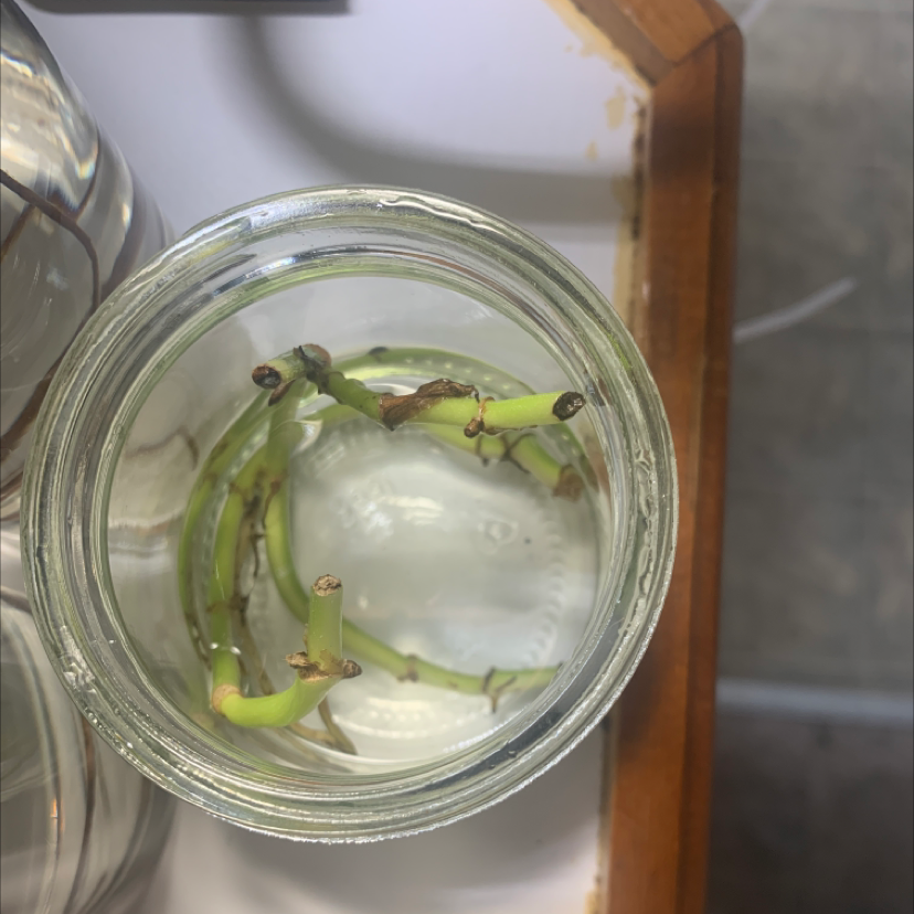 Neon Pothos cuttings in a glass jar with water, showing some browning at the cut ends.