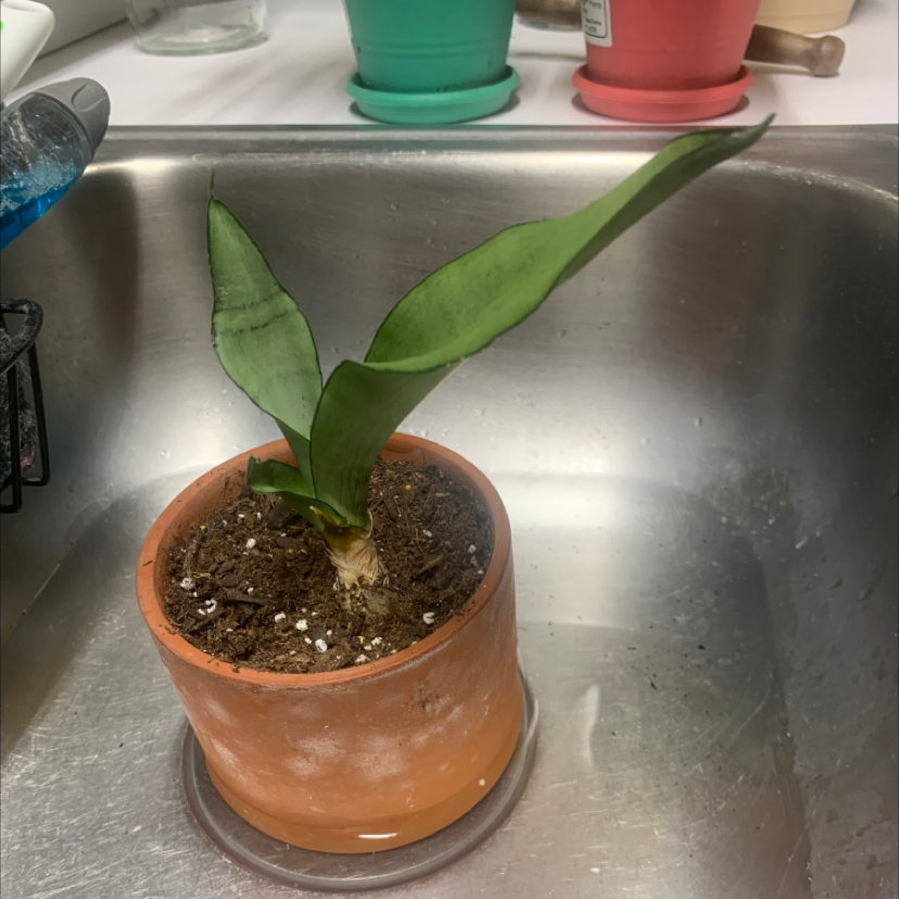 Silver Snake Plant in a terracotta pot placed in a sink. The plant has three healthy green leaves.