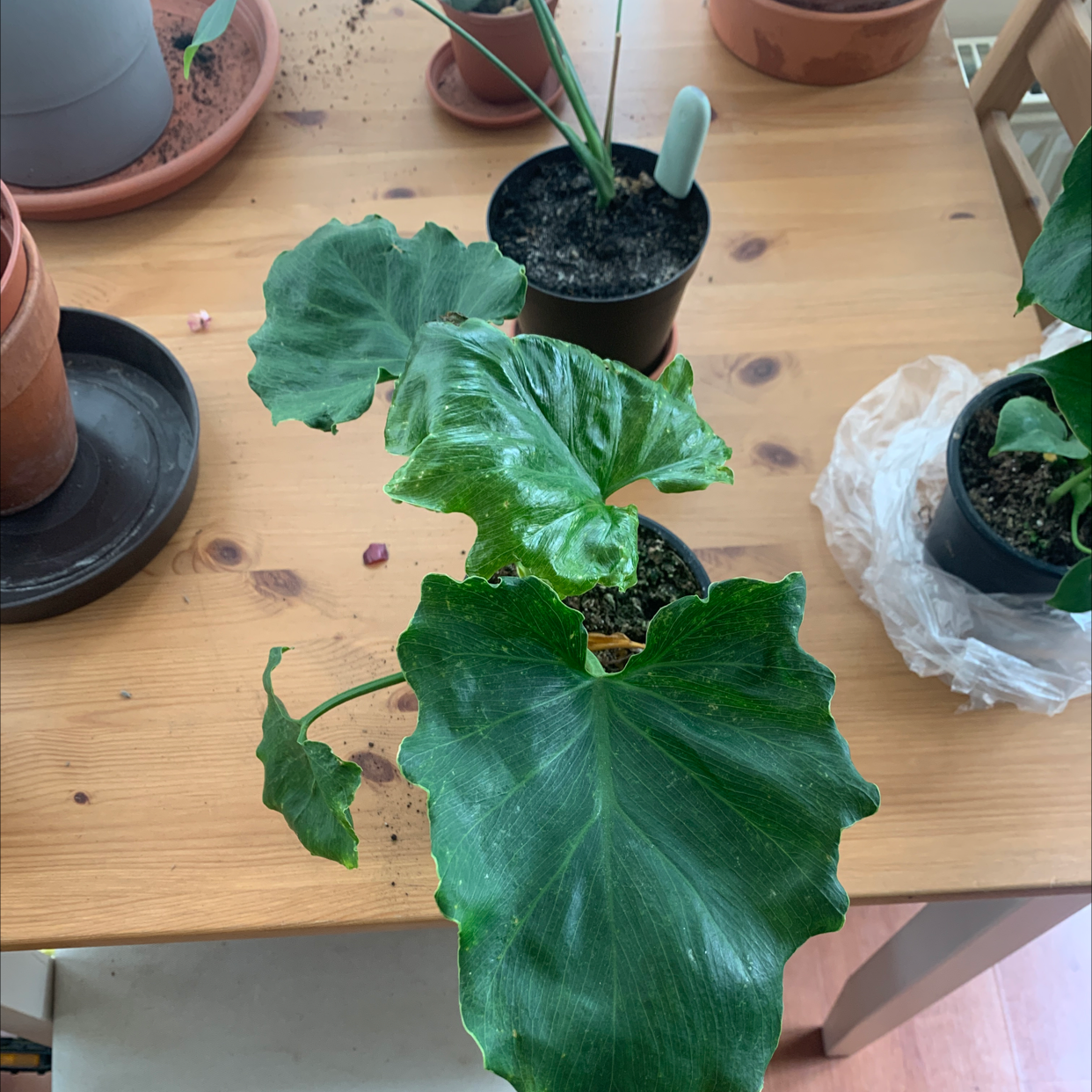 Thaumatophyllum spruceanum plant with large green leaves in a pot on a wooden table.
