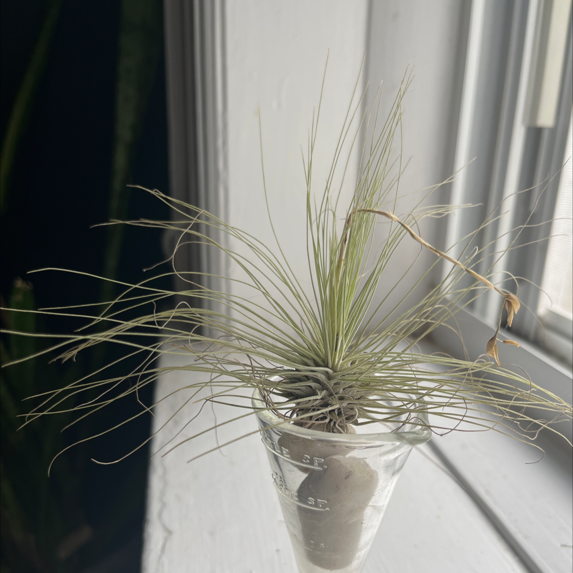 Tillandsia Juncea plant in a small glass container with some browning on one leaf.