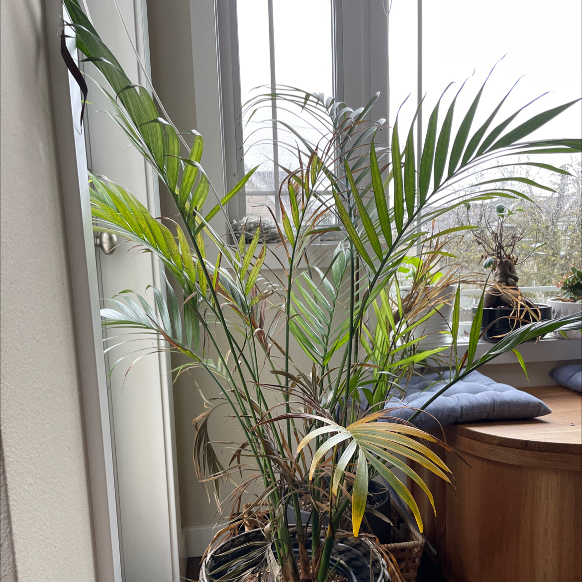 Large, healthy cat palm plant with bright green fronds stretching towards ceiling, located indoors next to window.