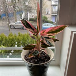 Triostar Stromanthe plant