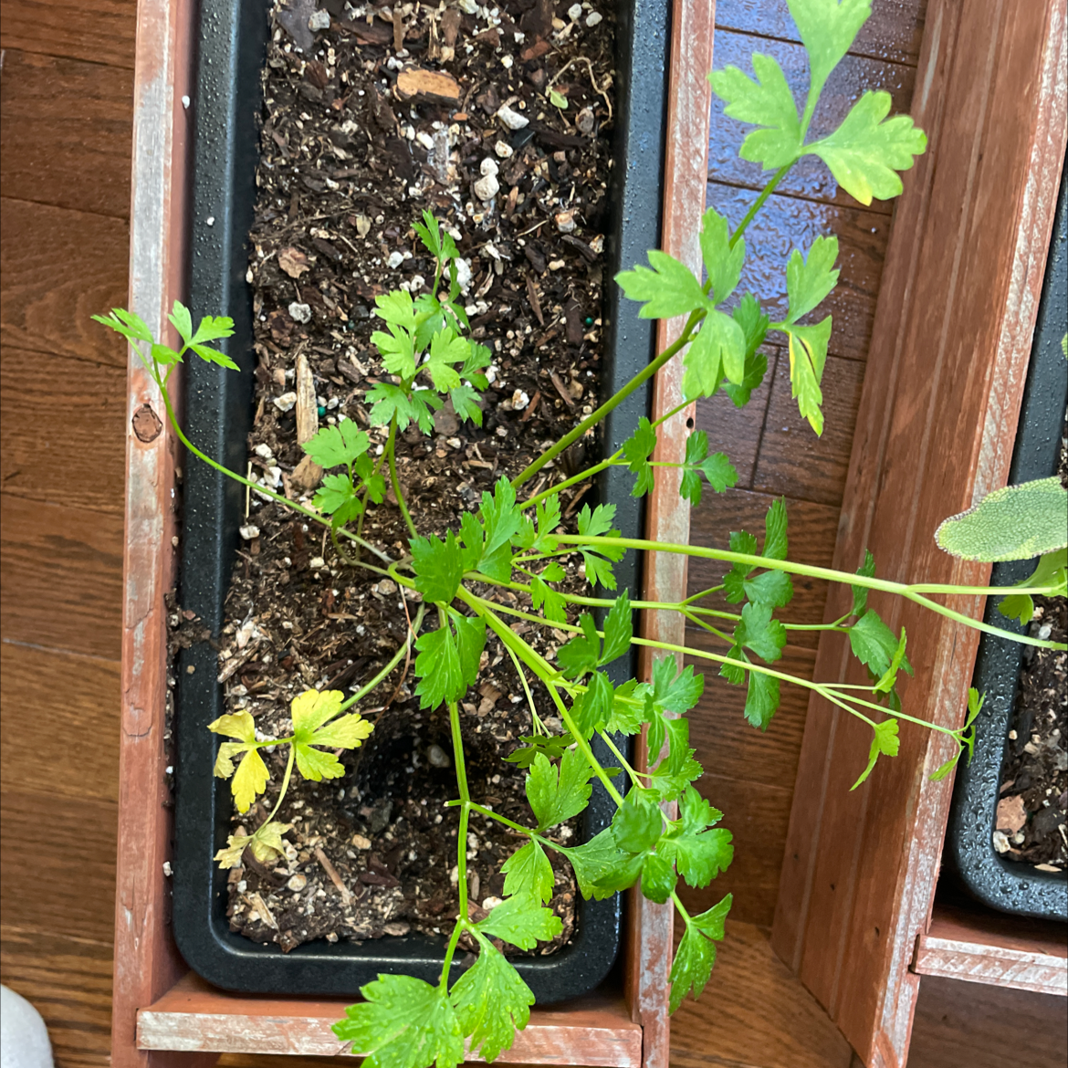 Italian Parsley plant in a rectangular planter with some yellowing leaves and visible soil.