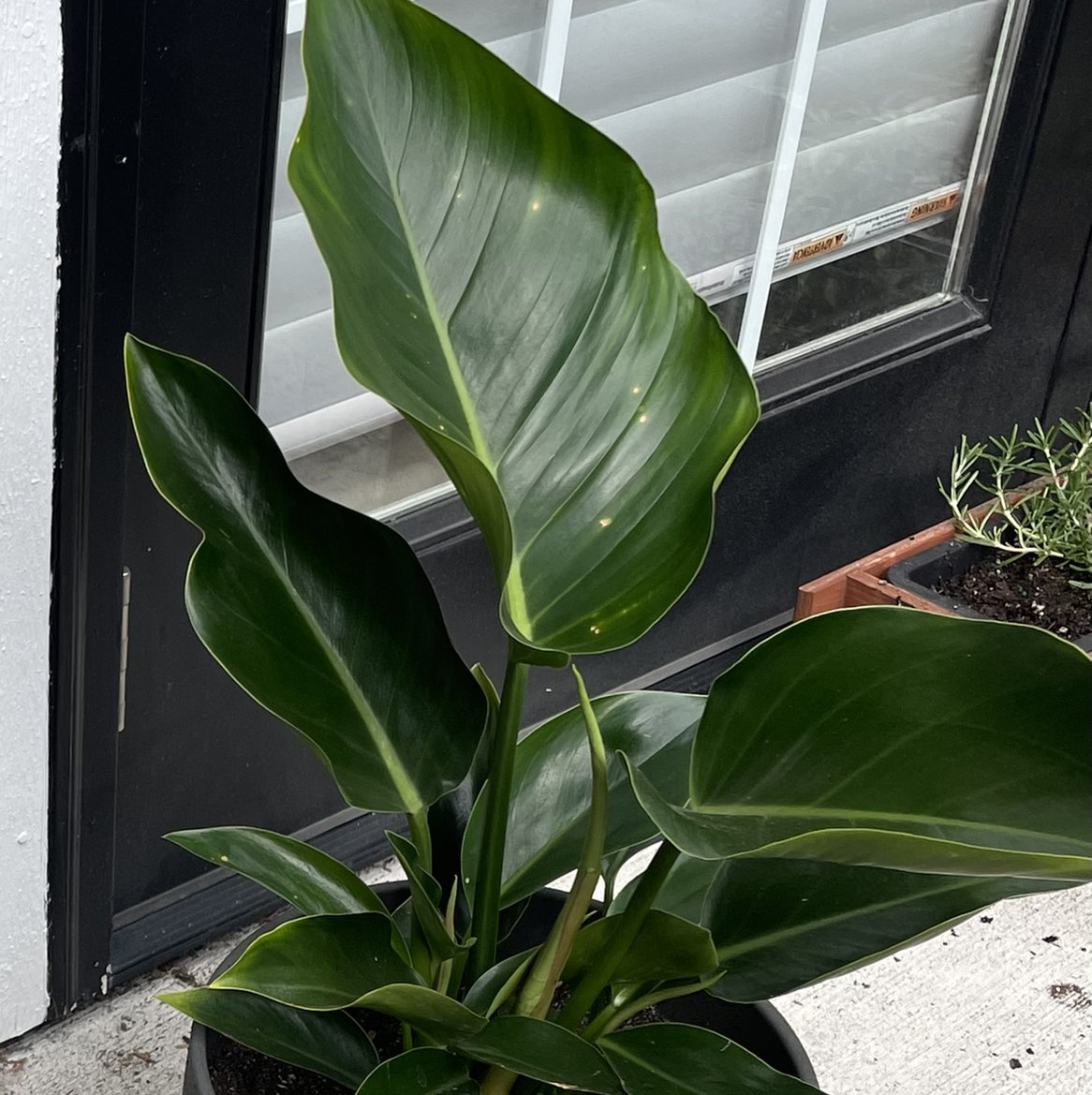 Photo of the plant species Philodendron renauxii by @rachelsshannon named Mia on Greg, the plant care app