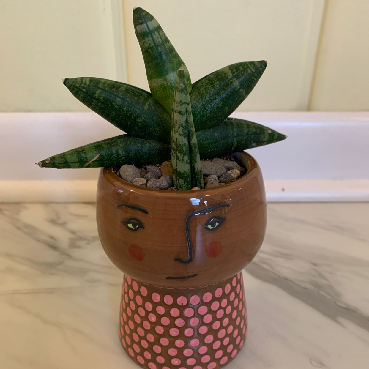 Starfish Snake Plant in a decorative pot with a face design, appears healthy.