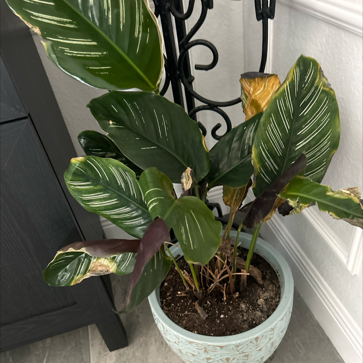 Photo of the plant species Calathea 'Julia' by @PromptJicaro named Harmony on Greg, the plant care app