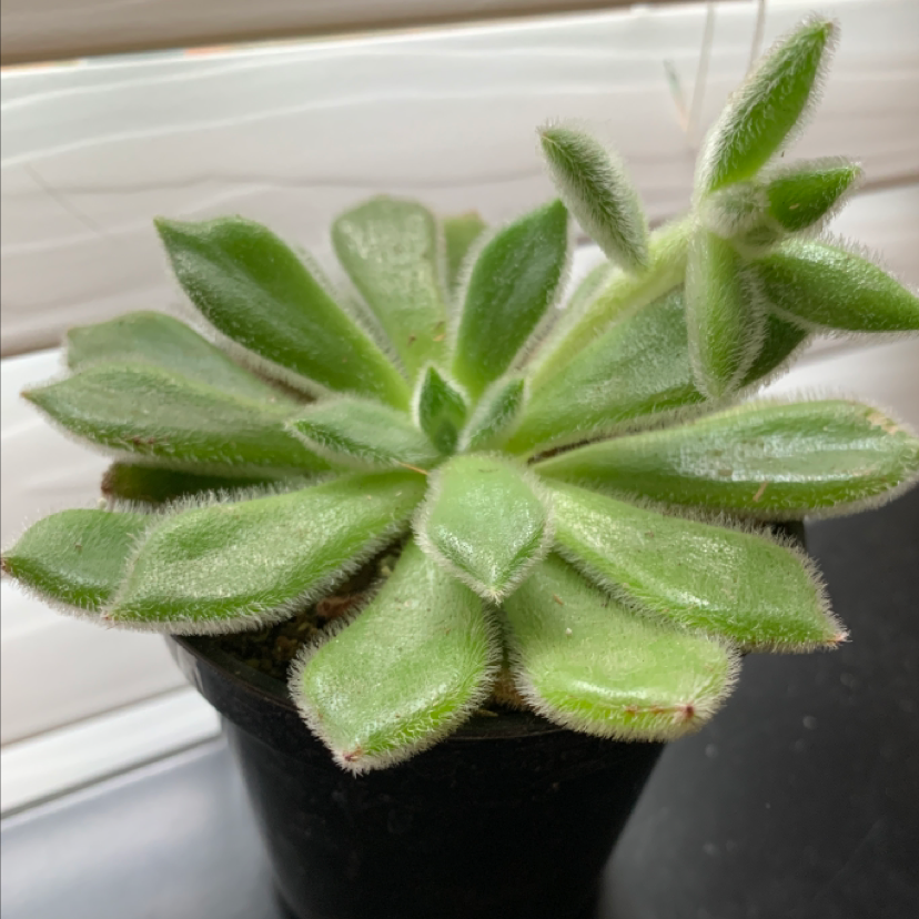 Healthy Mexican Firecracker succulent with thick, green, fuzzy leaves in a black pot.