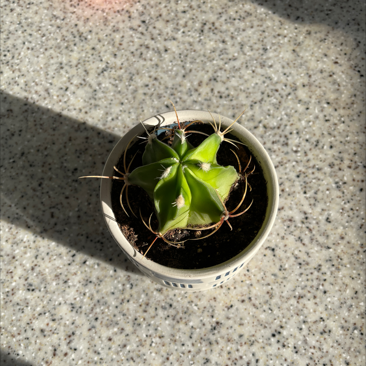 Texas Barrel Cactus in a white pot on a speckled surface, well-framed and in focus.