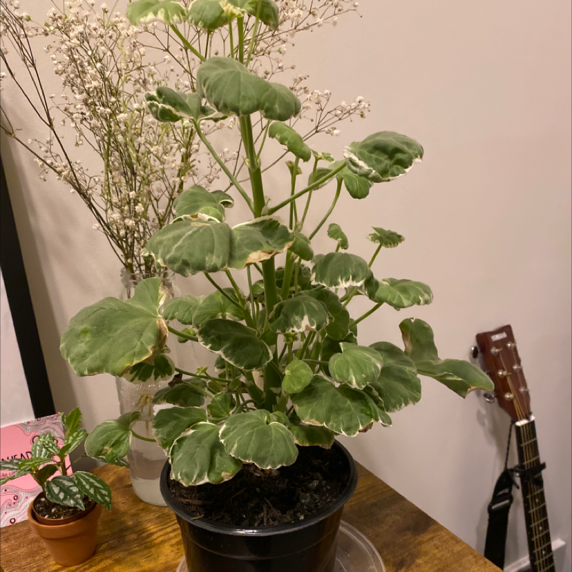 Photo of the plant species Scarlet geranium by Koleen named Gerald on Greg, the plant care app