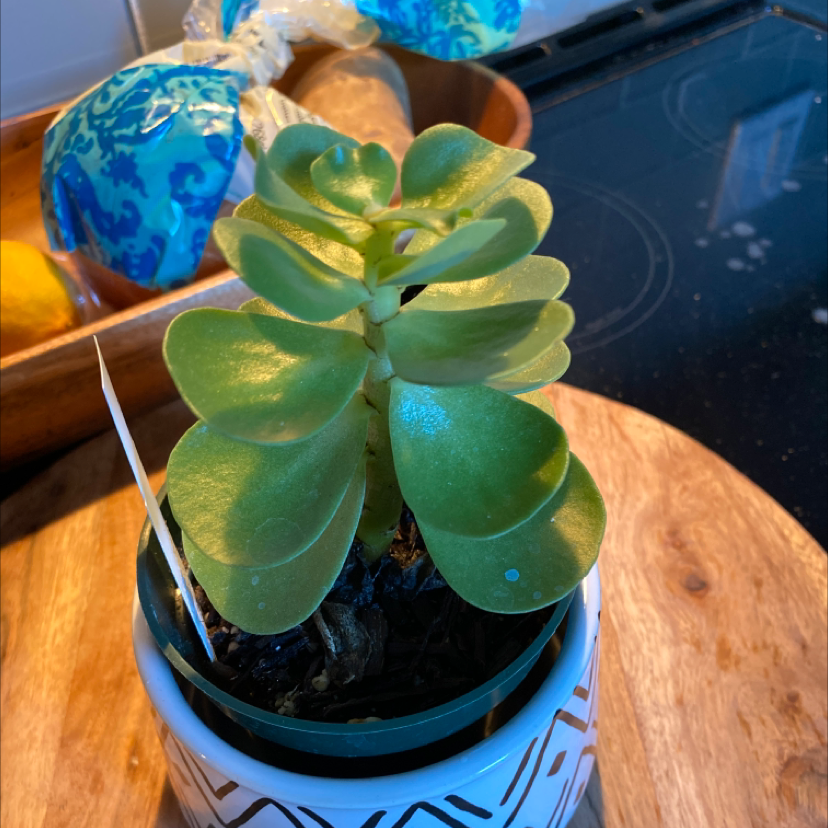 Healthy 'Ihi succulent plant in a decorative pot on a wooden surface.