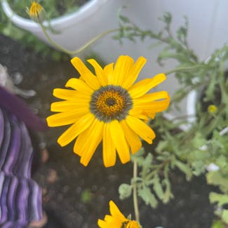 Common Sunflower plant in Selden, New York
