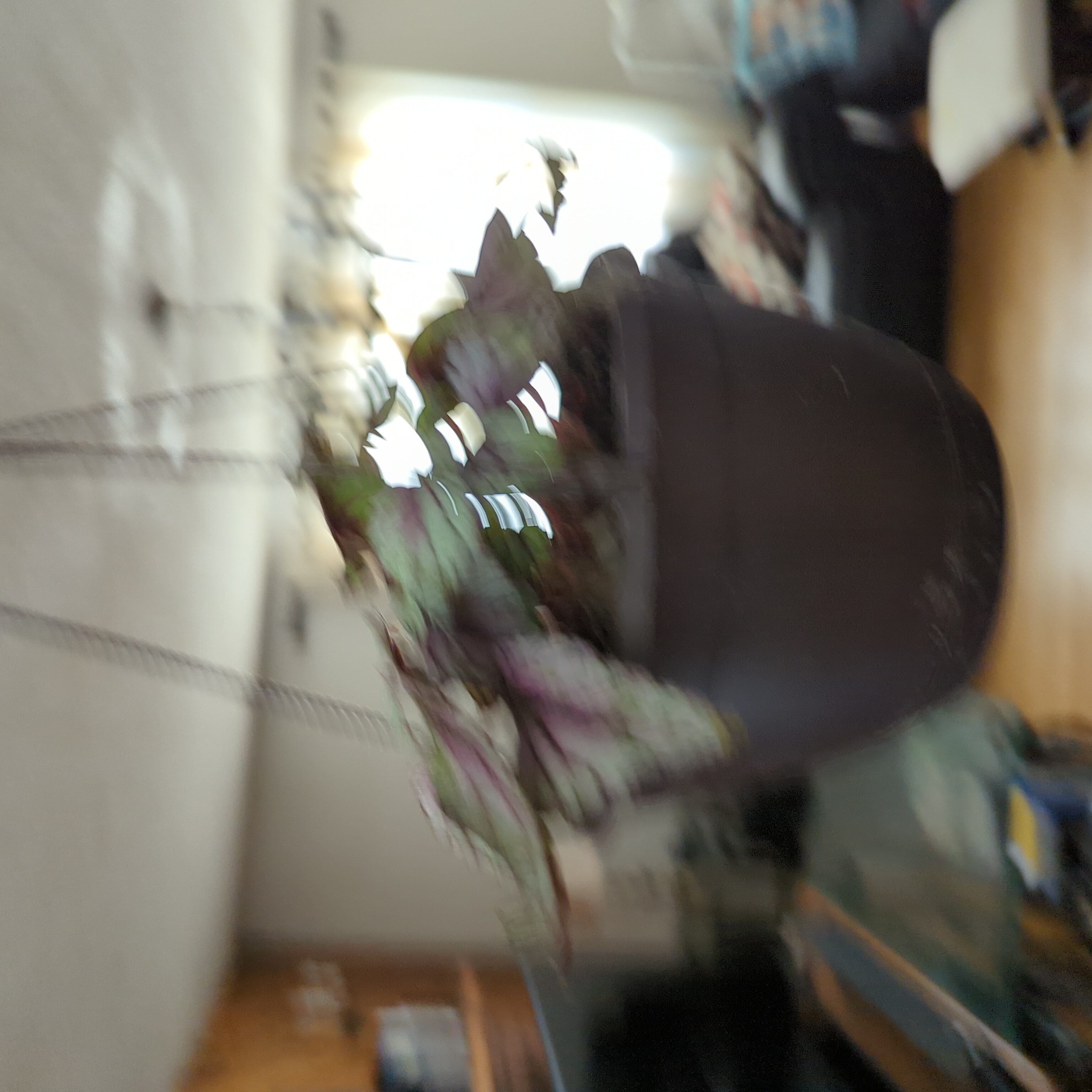 Photo of the plant species Begonia rex by @WhizDwarf named Beyonce on Greg, the plant care app