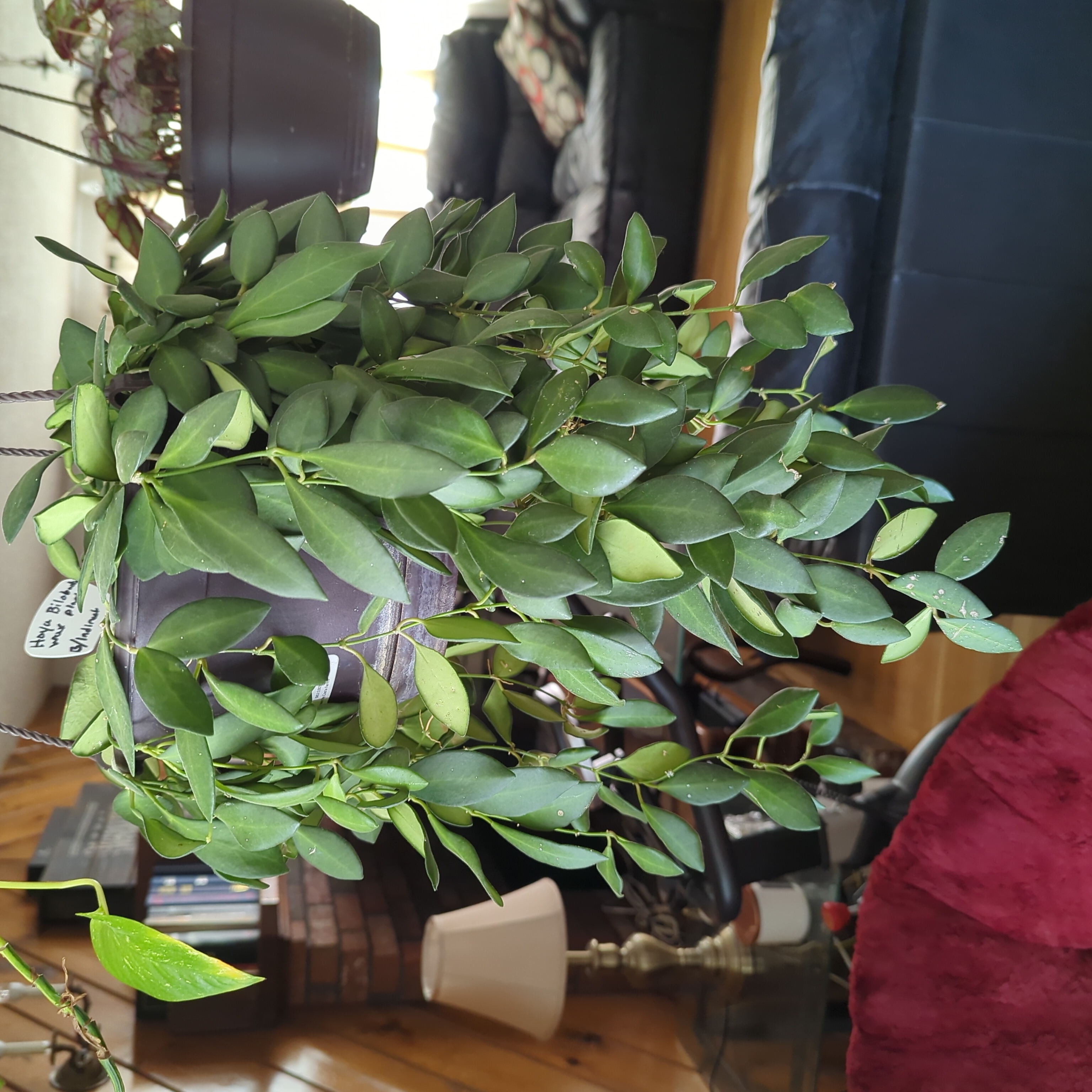 Hoya bilobata plant in a hanging pot with lush green leaves.