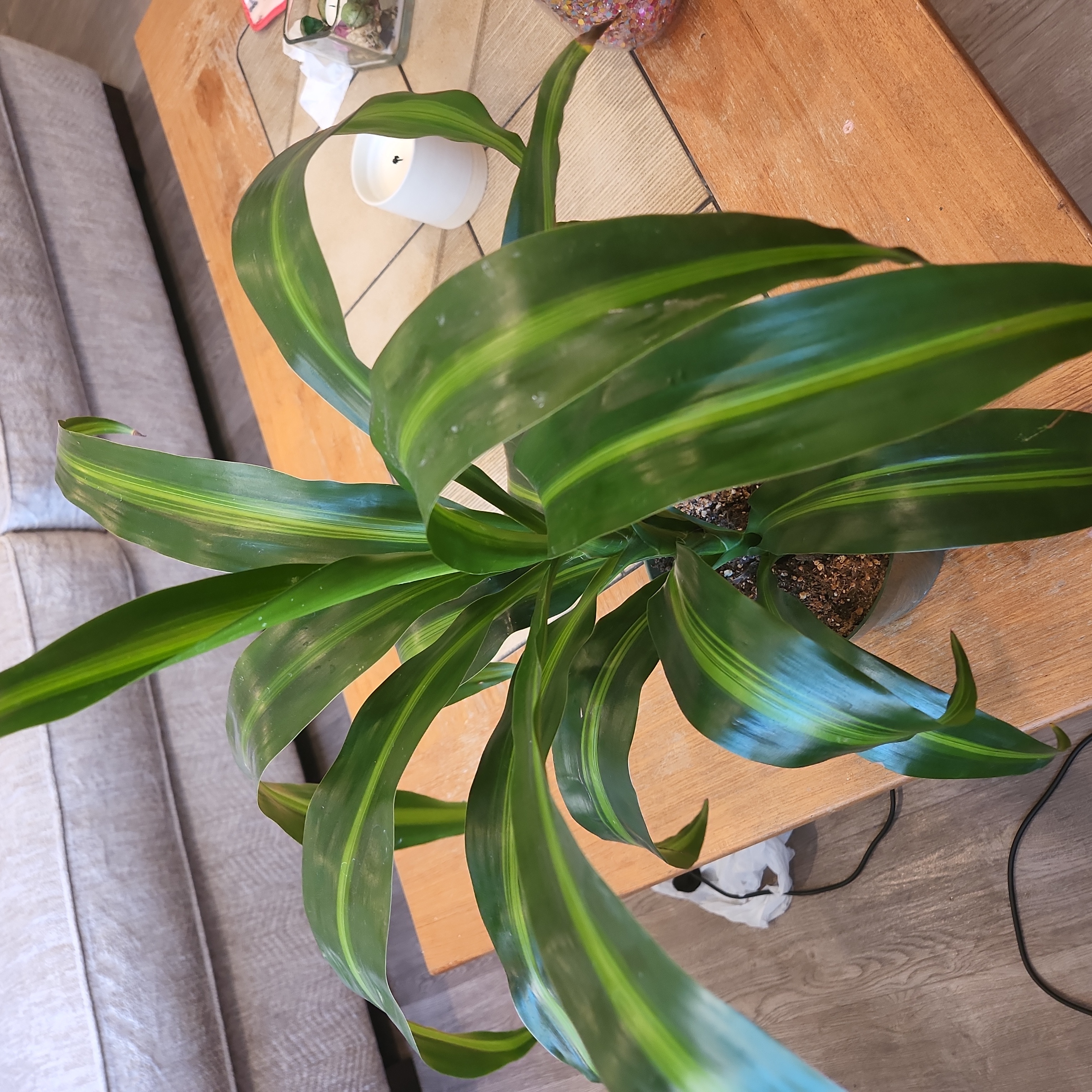 Dracaena 'Hawaiian Sunshine' plant on a wooden table with vibrant green leaves featuring yellow stripes.