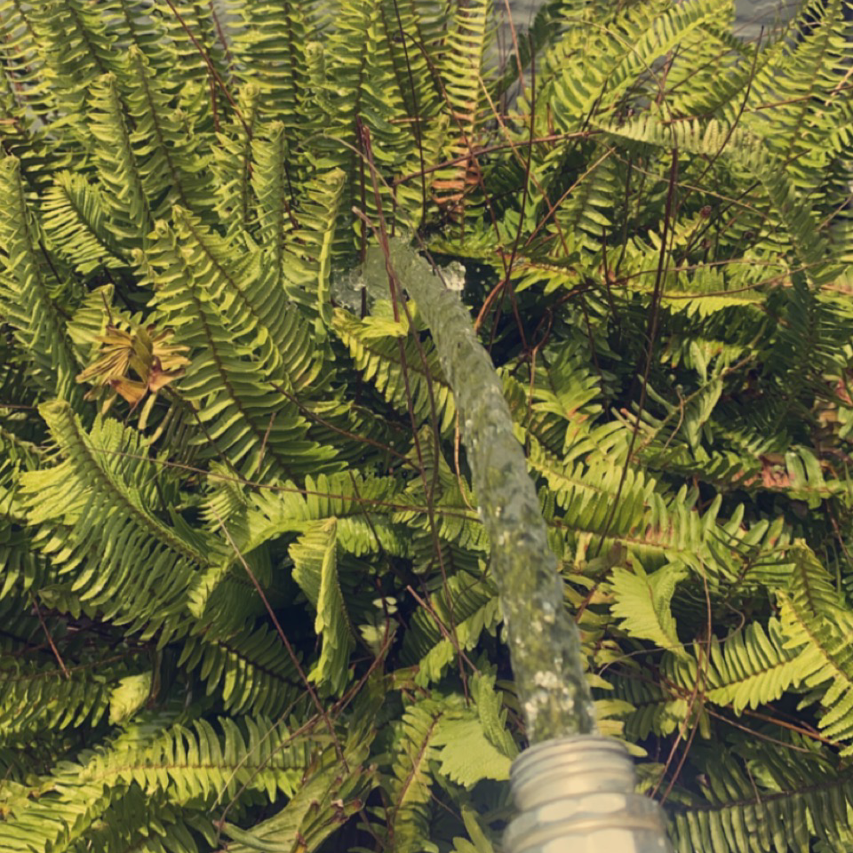 Photo of the plant species hard-fern by @mbanksplants named Marilyn on Greg, the plant care app