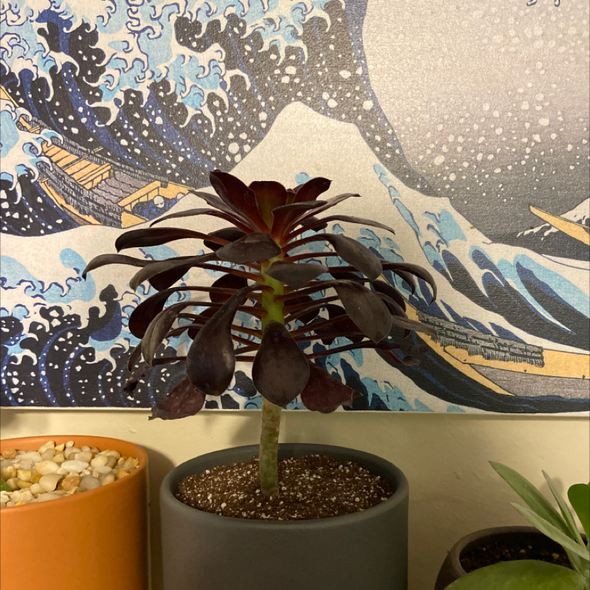 Aeonium arboreum 'Zwartkop' in a pot with dark leaves, decorative background.