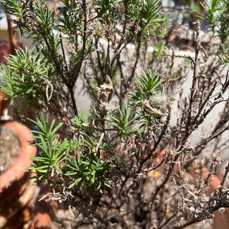 Rosemary plant in West Hollywood, California