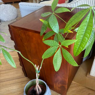 Money Tree plant in West Hollywood, California