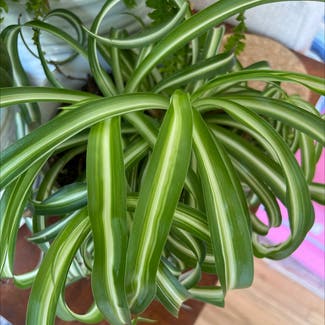 Spider Plant plant in West Hollywood, California