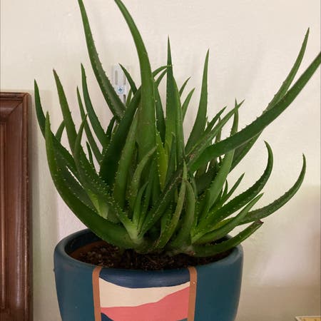 Photo of the plant species Aloe 'Safari Rose' by Doubtlesspandan named Your plant on Greg, the plant care app