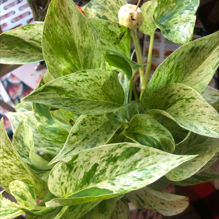 Marble Queen Pothos with variegated green and white leaves, appearing healthy.