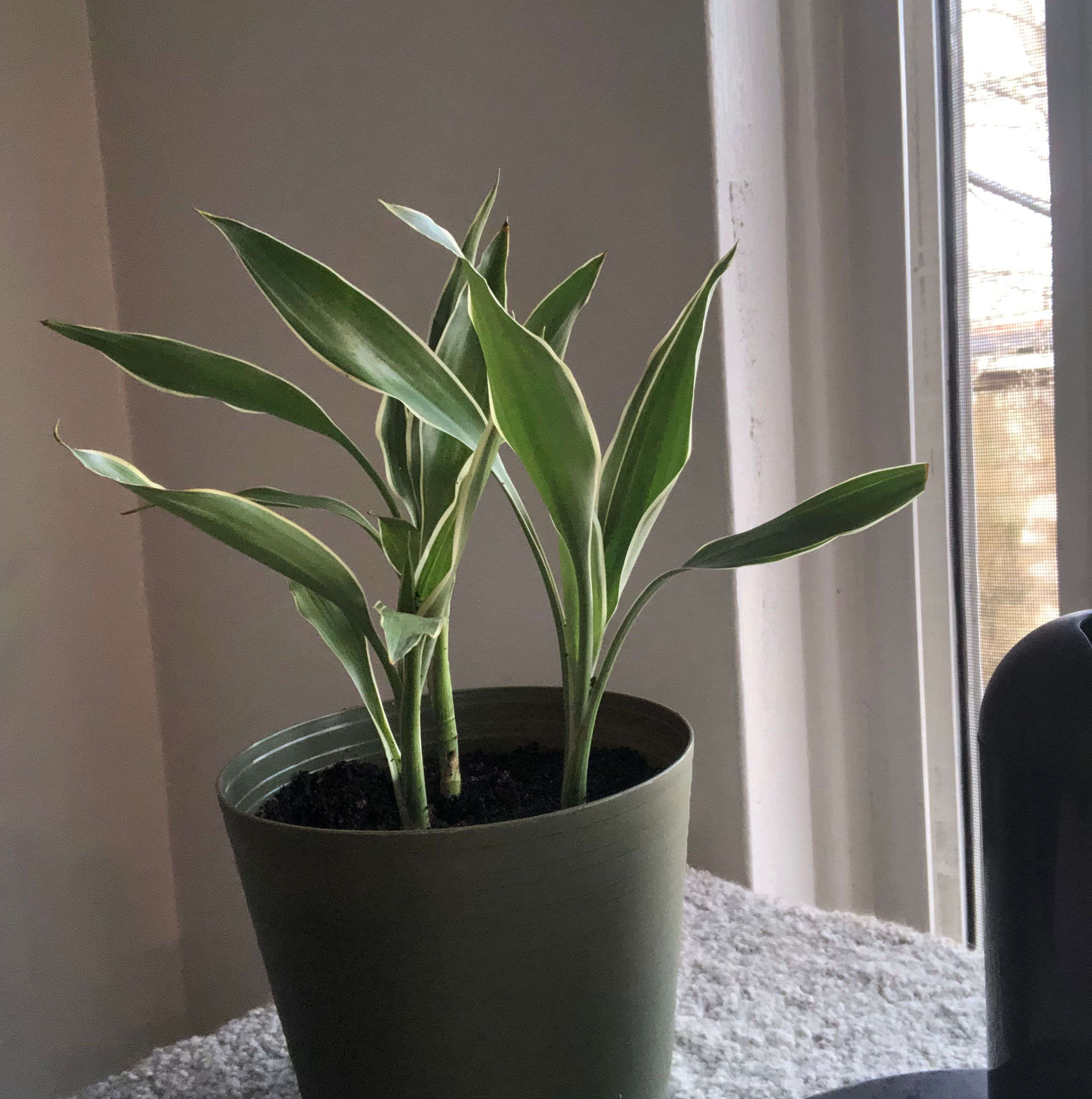 Dracaena 'Warneckii' plant in a pot near a window, appearing healthy.