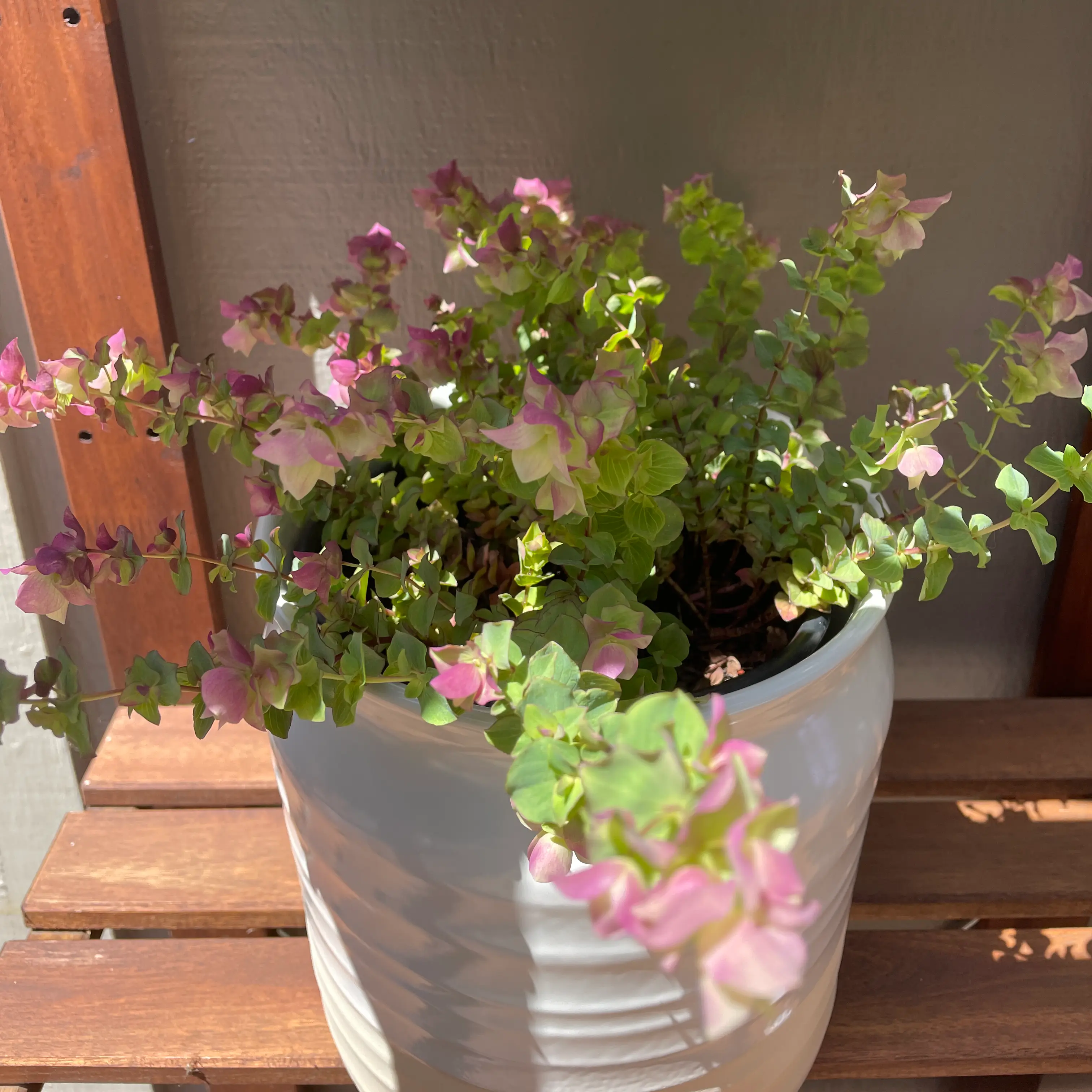 Photo of the plant species Round-leaved oregano by @CurrentLime named Oscar on Greg, the plant care app
