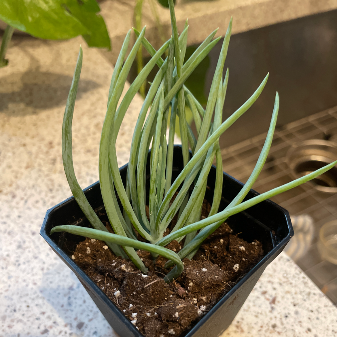 Photo of the plant species Barberton groundsel or succulent bush senecio by @ThatSavageMama named Fred on Greg, the plant care app