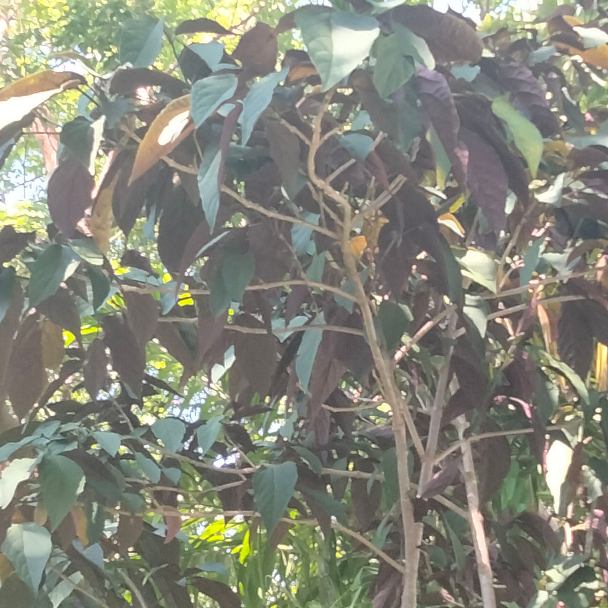 Plant care for Buttercup Tree on Greg, the plant care app