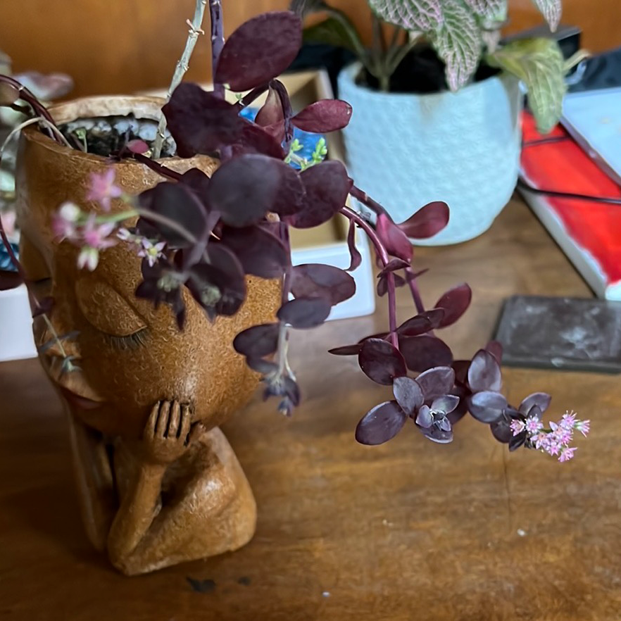 Fairy Crassula plant with dark purple leaves and small pink flowers in a decorative pot.