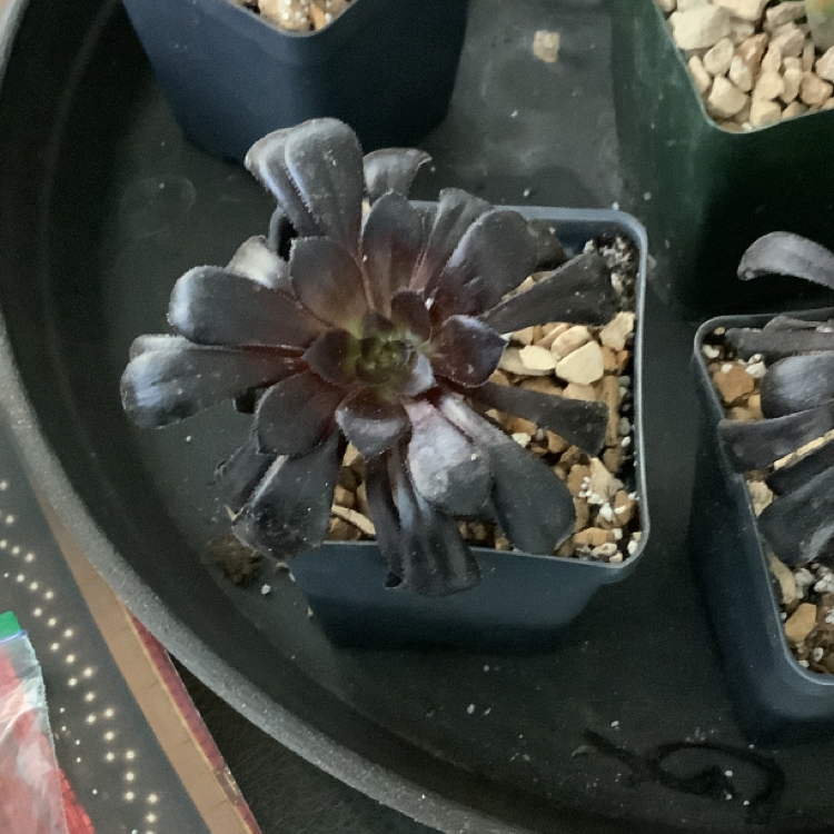 Photo of the plant species Purple Rose by Donna named Anne on Greg, the plant care app