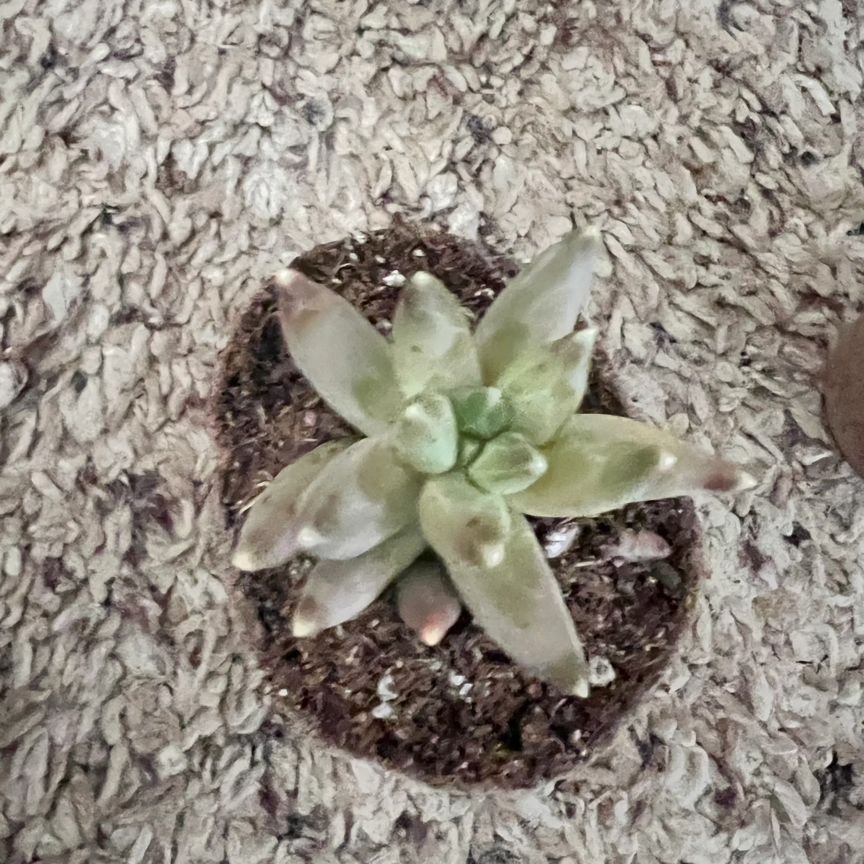 Photo of the plant species Little Jewel by @pporter1020 named Sherlock on Greg, the plant care app