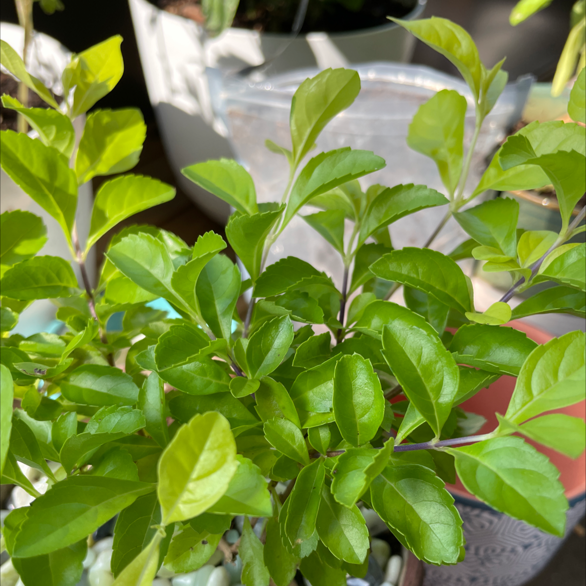 Photo of the plant species Golden Dewdrop by @Obxbeachbum named Your plant on Greg, the plant care app