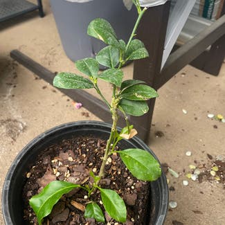 Key Lime Tree plant in Somewhere on Earth
