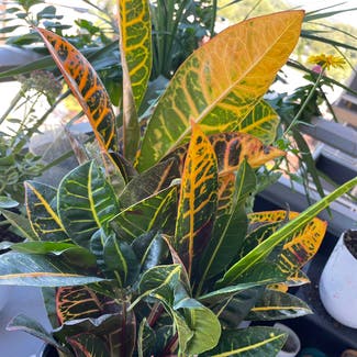 Gold Dust Croton plant in Somewhere on Earth