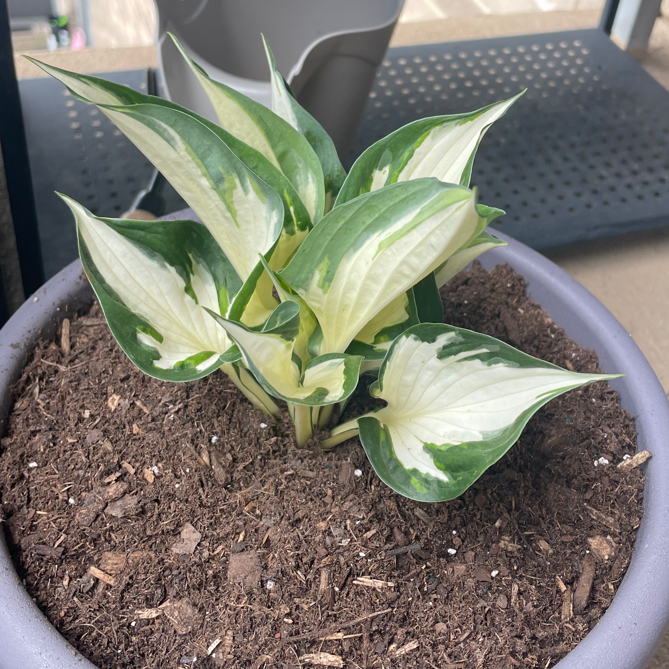 Photo of the plant species reverse Patriot Hosta by @Obxbeachbum named Your plant on Greg, the plant care app
