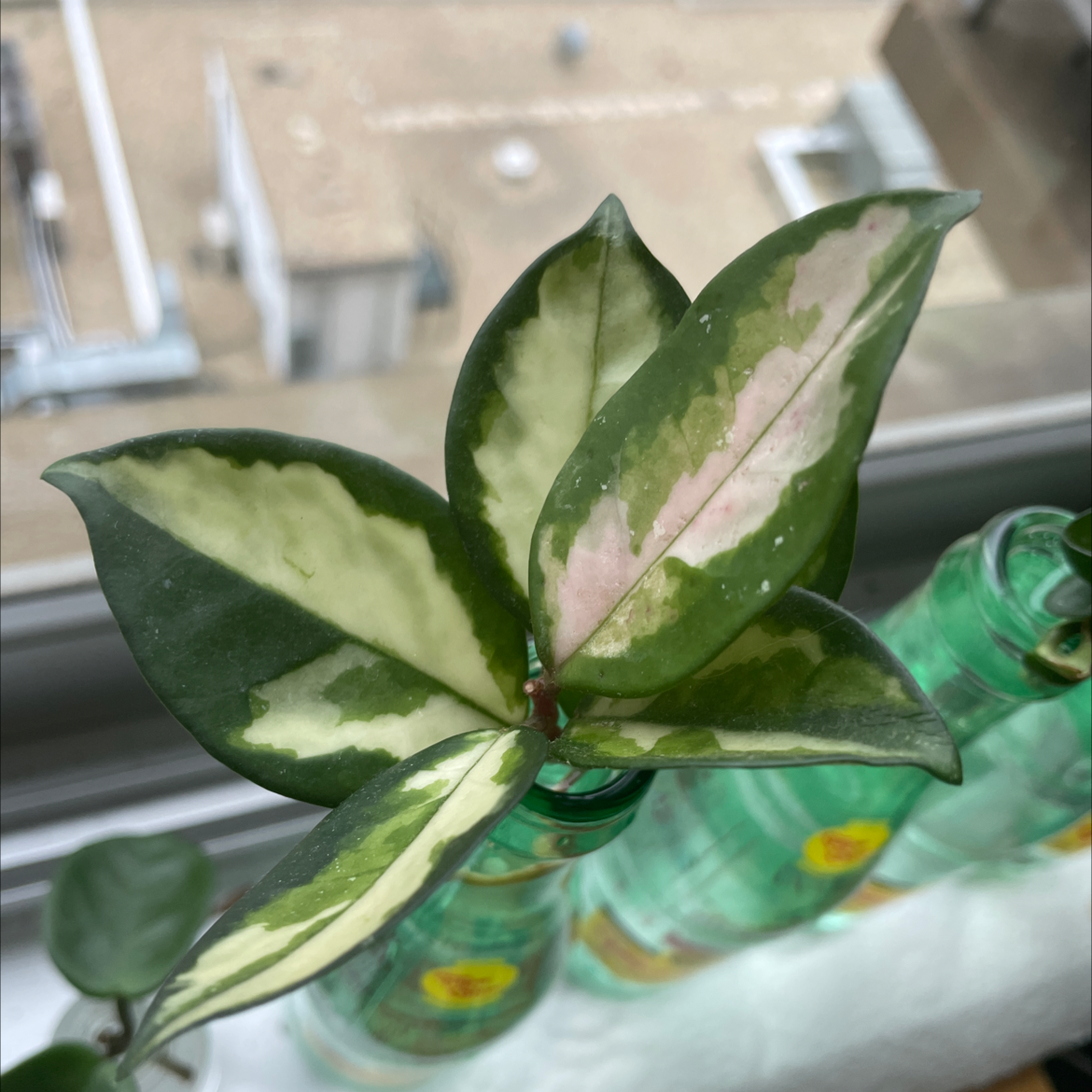 Hoya Carnosa Tricolor plant with variegated green, white, and pink leaves.
