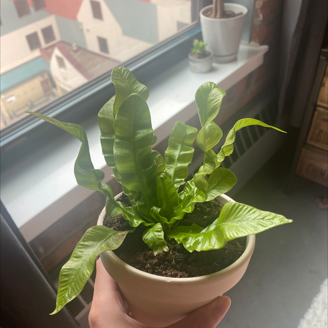 Hart's Tongue Fern in a pot held by a hand, with visible soil and healthy green leaves.