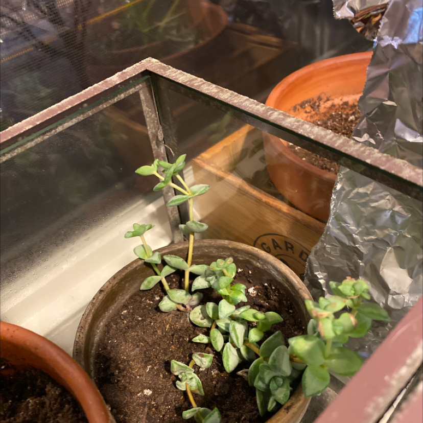 Crassula rupestris plant in a pot within a glass enclosure, with other pots in the background.