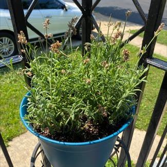 Early Blue Lavender plant in Washington, District of Columbia