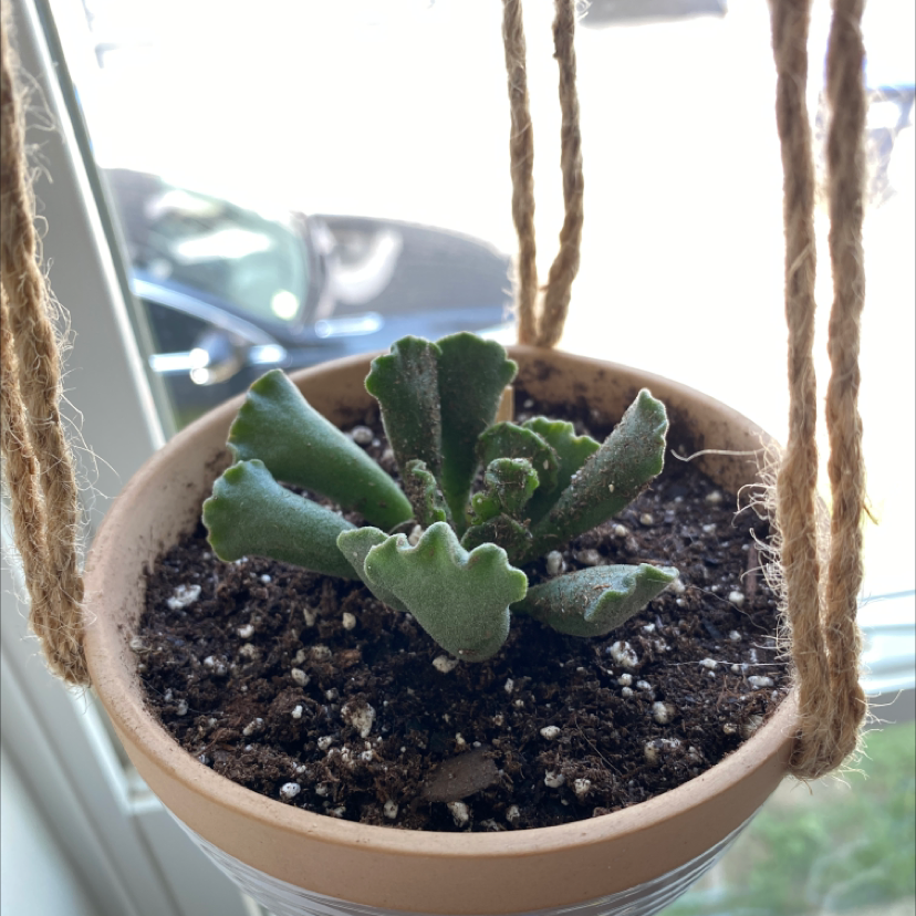 Pillow Feet Crinkle Leaf Plant in a hanging pot with visible soil.