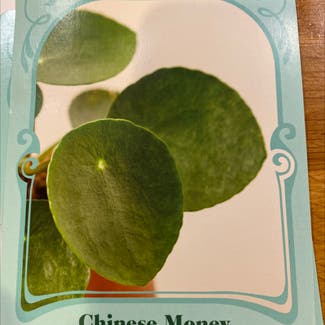 Chinese Money Plant plant in Washington, District of Columbia