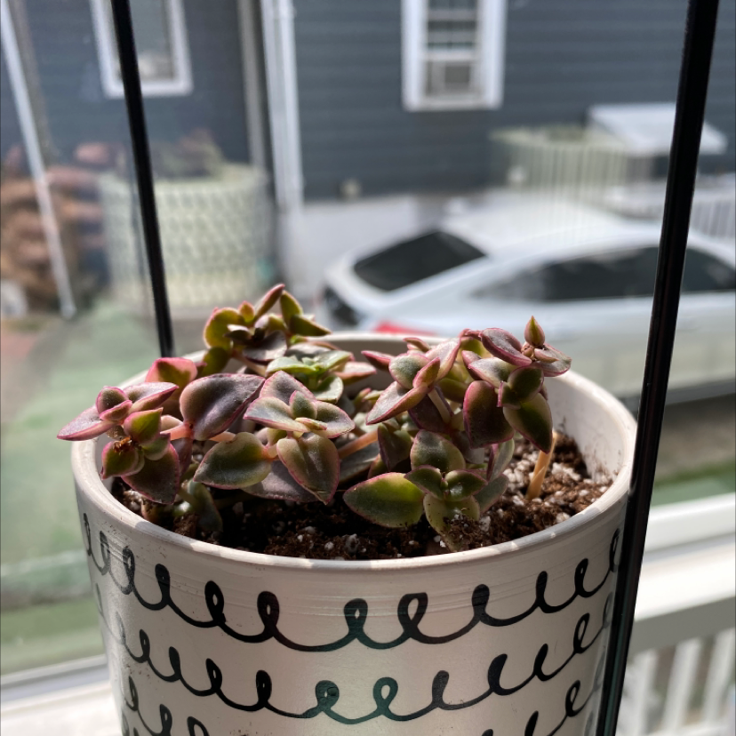 A healthy Crassula Pellucida succulent in a black and white patterned pot sitting on a windowsill with a street view in the background.