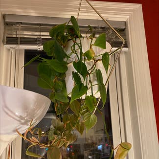 Heartleaf Philodendron plant in Washington, District of Columbia
