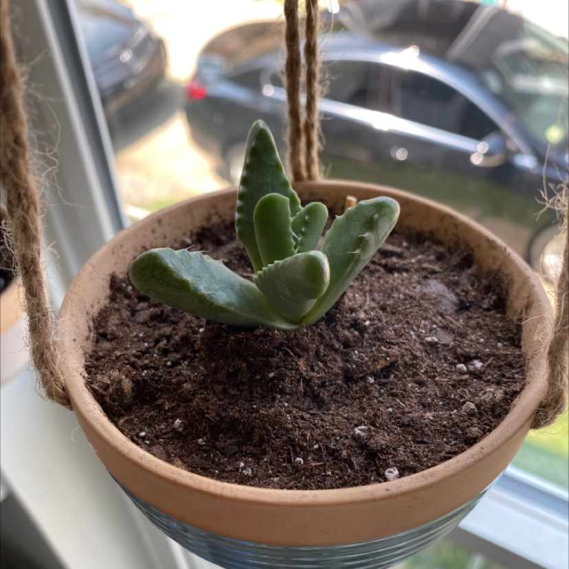 Potted Tiger's Jaw succulent near a window with visible soil.