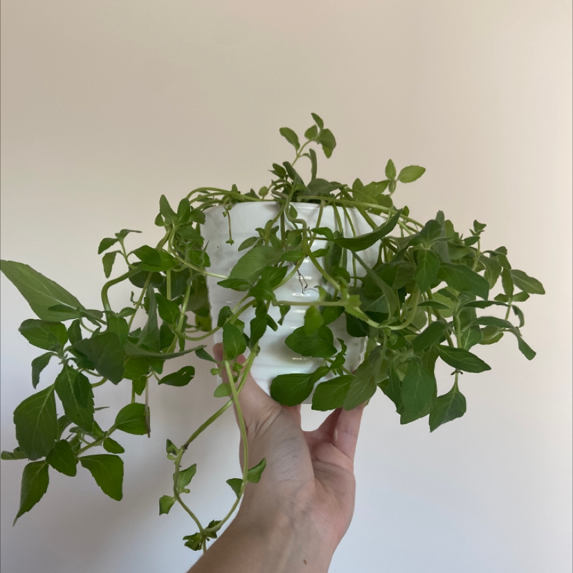 Mint plant in a white pot being held by a hand, with green leaves and no visible signs of disease.