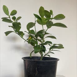 Dwarf Lemon Tree plant