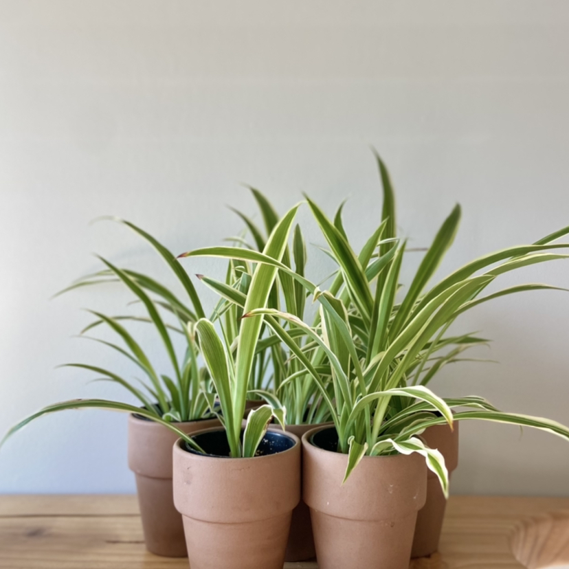 Multiple healthy Spider Plants in terracotta pots with vibrant green and white striped leaves.